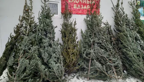 Эксперт спрогнозировал цены на новогодние елки в Барнауле