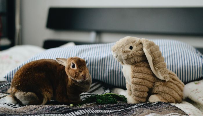 Игрушки для декоративных кроликов - советы - Наши Кролики