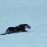 На Алтае на льду озера заметили редкое животное из Красной книги