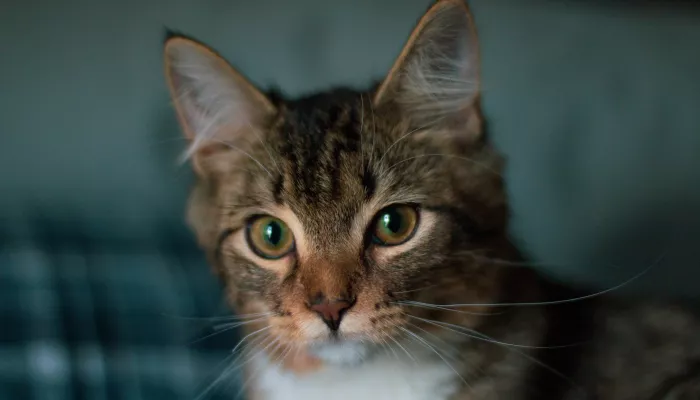 Жители Барнаула просят спасти замурованных в квартире кошек