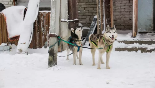 2 января в Барнауле каждый желающий сможет прокатиться на собачьих упряжках