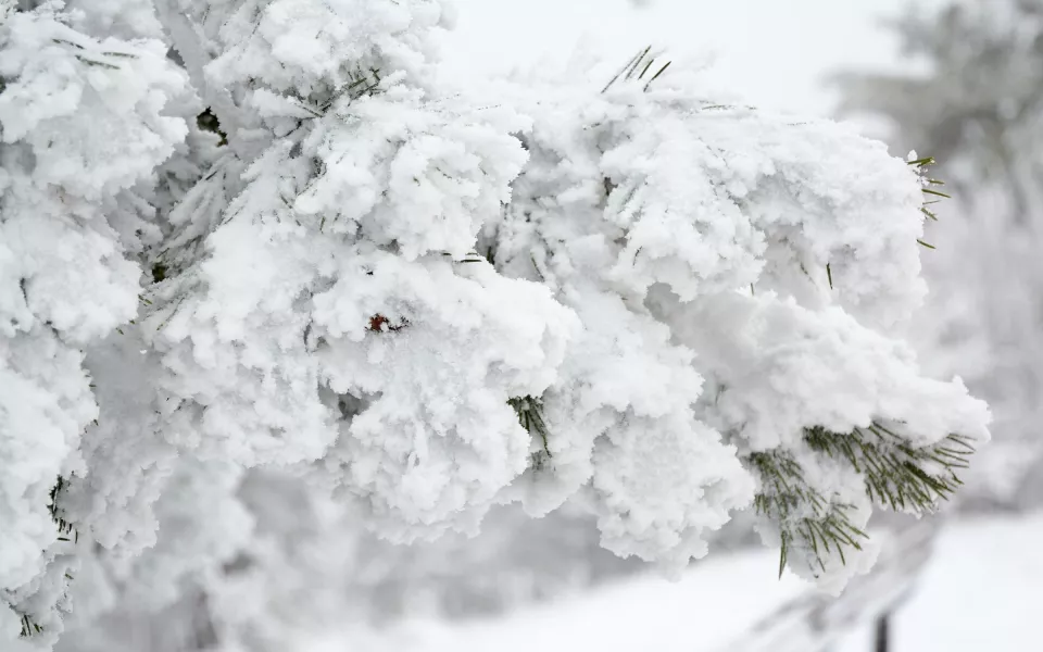 Гололед, мокрый снег и метели ожидаются в Алтайском крае 5 января
