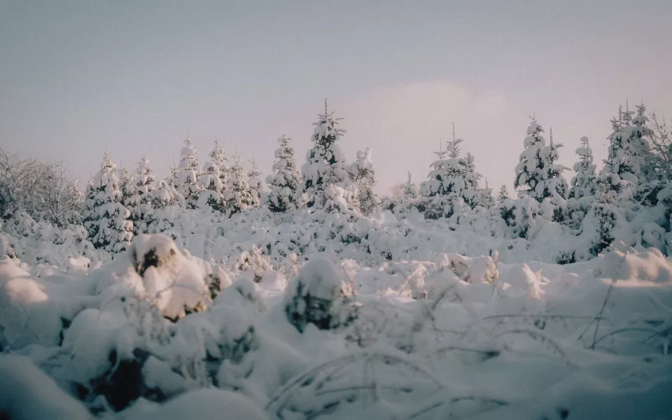 На Алтайский край надвигается снежная буря и морозы под -40 градусов
