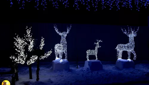 Красота и ляпота. Барнаульский зоопарк устроил шоу светящихся питомцев