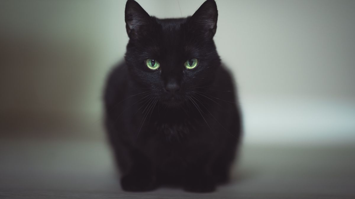 Черная кошка. Кот