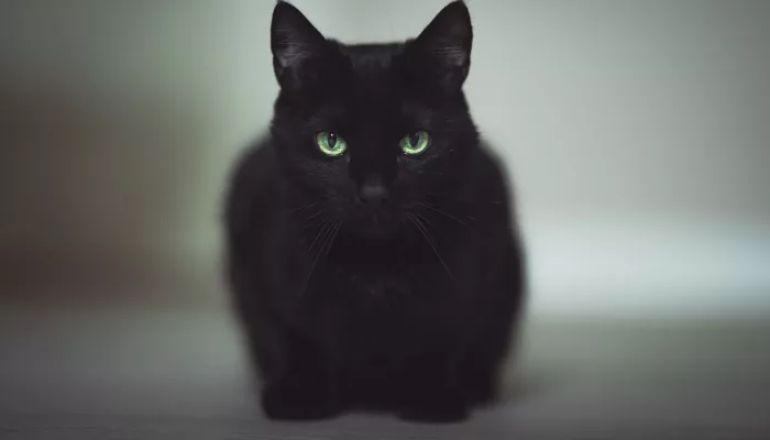 Исследование: Чеширский Кот, кот Матроскин и Багира – любимые животные россиян