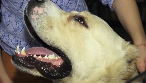 Алтайский эксперт предположила, почему собака набросилась на жительницу Барнаула