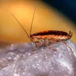 Жители Бийска страдают от нашествия тараканов