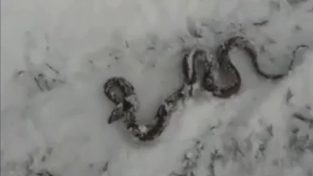 Змея в Республике Алтай зимой