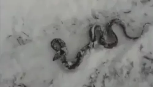 Не впала в спячку. На Алтае в снегу заметили живую змею