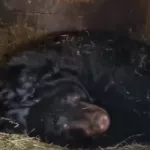 В барнаульском зоопарке показали крошечных гималайских медвежат