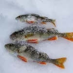 Рыбы стало меньше: любители зимнего лова в Барнауле рассказали о трендах сезона