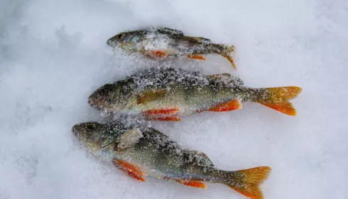 Рыбы стало меньше: любители зимнего лова в Барнауле рассказали о трендах сезона