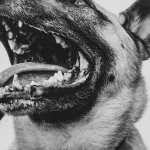 Жители Бийска не могут укротить хозяйку агрессивных бойцовских собак
