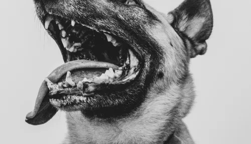 За укусы собак предлагают ввести штраф до 200 тысяч рублей