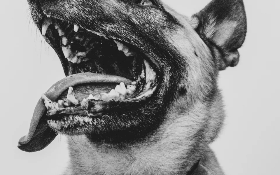 В Барнауле следователи проводят проверку из-за агрессивной стаи собак