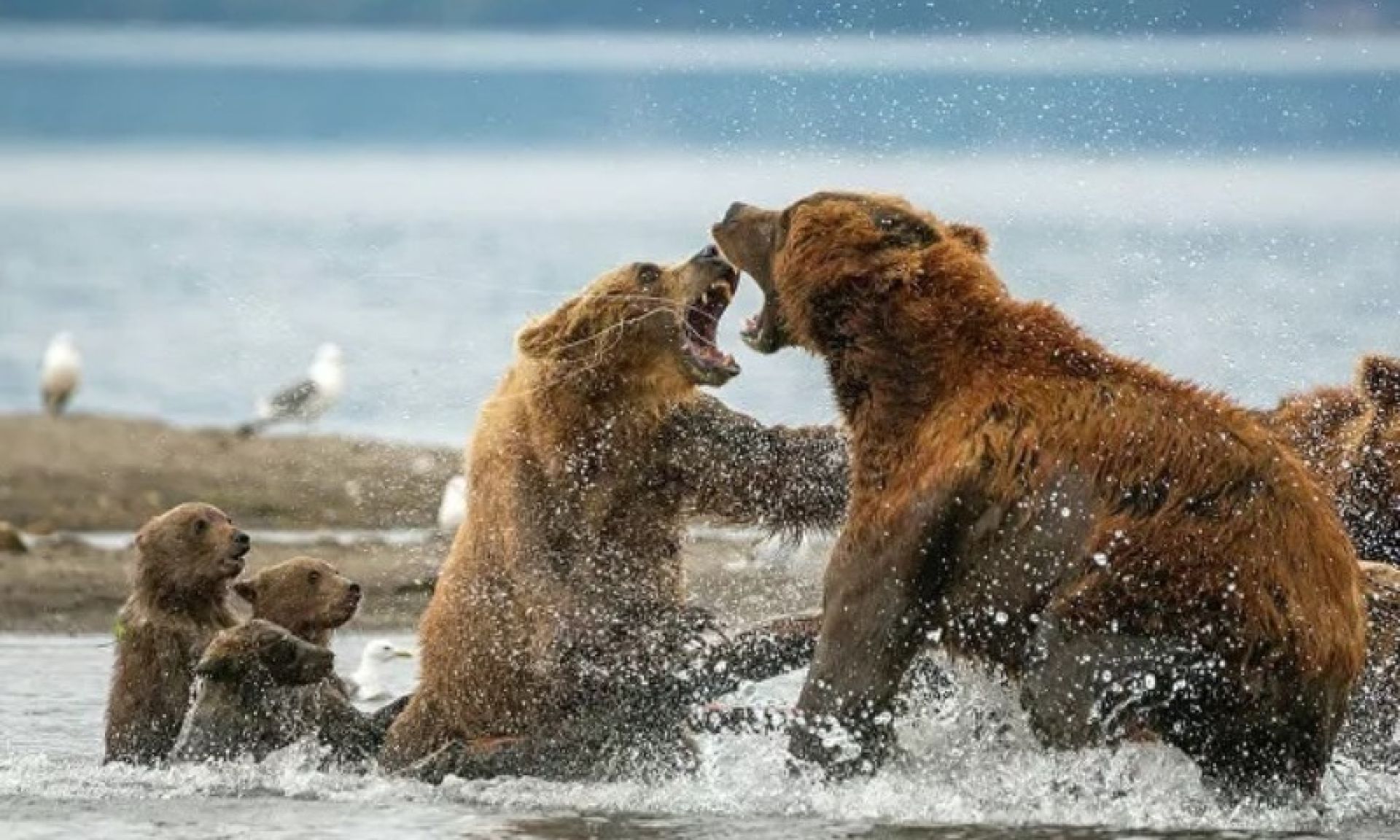 Медведь Россия Фото