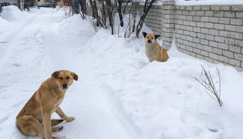 В Барнауле семье ребенка выплатят компенсацию после нападения собаки