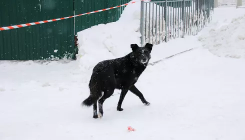 В Барнауле хотят создать муниципальное предприятие по отлову бездомных собак
