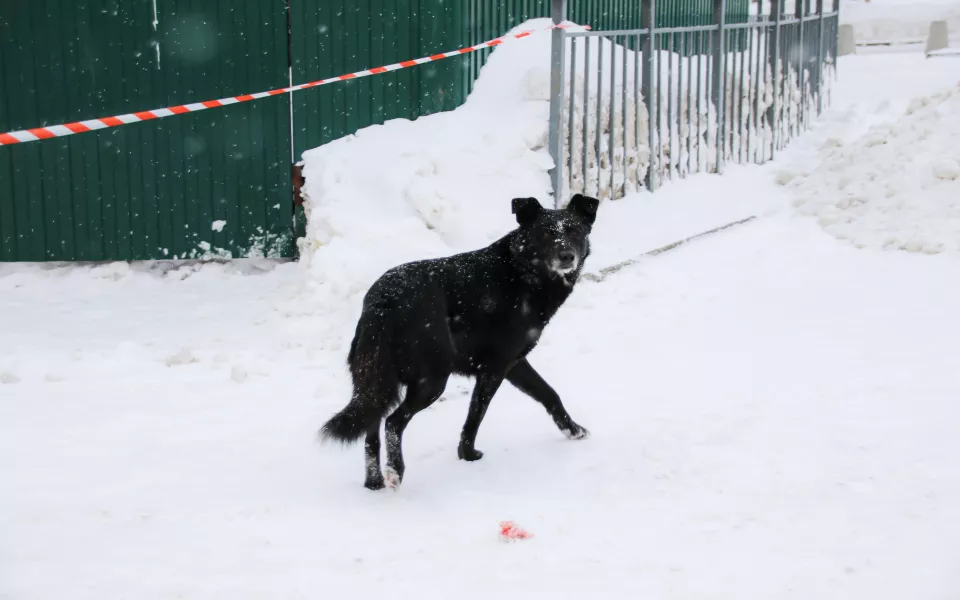 В Барнауле хотят создать муниципальное предприятие по отлову бездомных собак