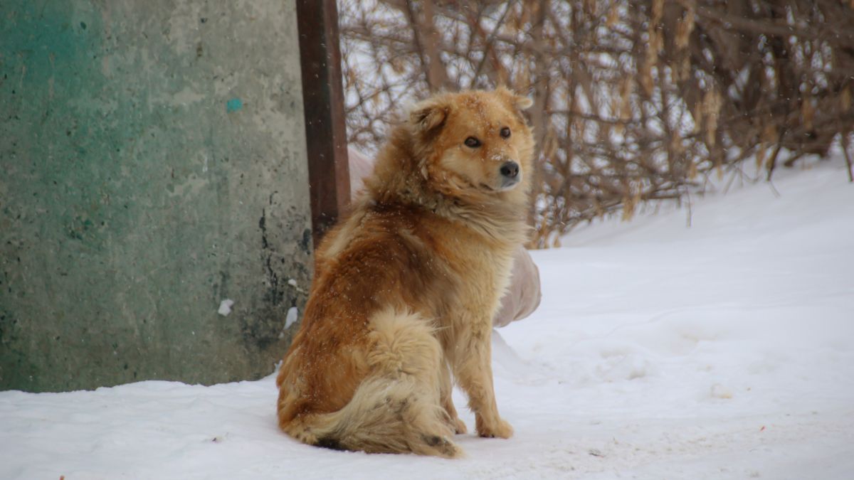 Бродячие собаки