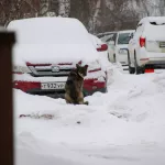 Барнаульцы взялись за ружья и отстреливают бродячих собак