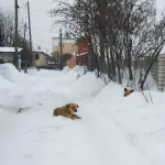 В Алтайском крае стая собак покусала ребенка-инвалида
