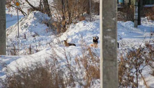 Расстрелявший бездомных собак житель Бийска отделался предупреждением