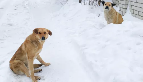 Рубцовские власти бьют тревогу из-за опасной ситуации с бродячими собаками