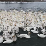 Светлое место. Как и почему уже более века лебеди зимуют на Алтае. Фоторепортаж