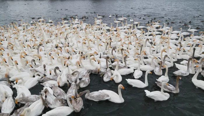 Светлое место. Как и почему уже более века лебеди зимуют на Алтае. Фоторепортаж