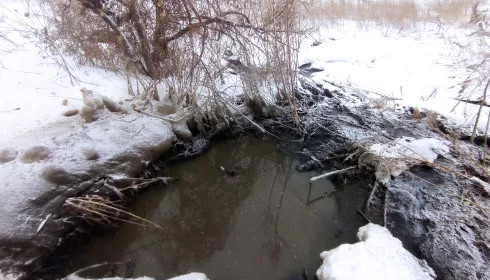 Чем пахнет халява: ассенизаторы заливают поля вуза в Барнауле тоннами нечистот