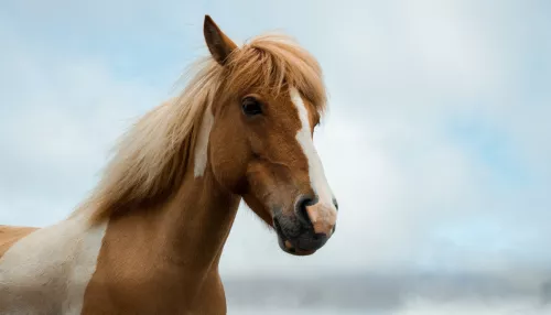 В Алтайском крае женщина с бумагами из прокуратуры забрала раненую лошадь