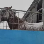 Вернут обратно: новые подробности о судьбе пострадавшей в аварии лошади