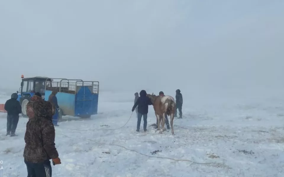 Стало известно, куда увезли раненую лошадь с фермы в Алтайском крае