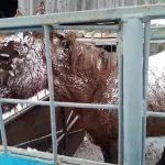 Спасенную раненую лошадь решили не усыплять и прооперировали в Барнауле