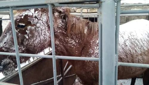 В Алтайском крае рассказали о состоянии пострадавшей на трассе лошади