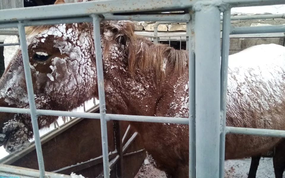 В Алтайском крае спасли замерзавшую в поле раненую лошадь