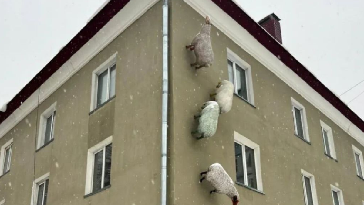 Овцы на здании