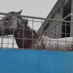 Алтайский фермер рассказал о состоянии пострадавшей в ДТП лошади