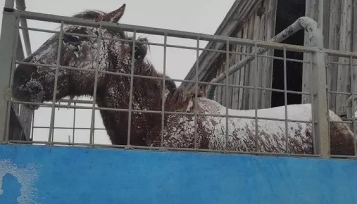 Ветеринары считают, что спасенную на Алтае лошадь следует усыпить