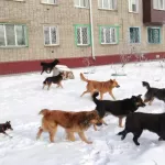 Стая бездомных собак нападает на жителей Рубцовска