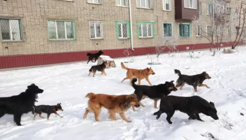 Муниципалитеты Алтайского края обязали следить за бездомными собаками