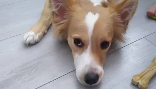 История о найденной собачке заставила барнаульцев плакать от умиления