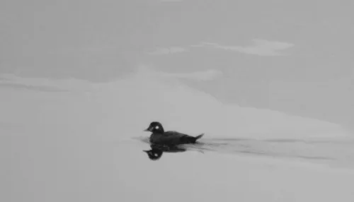 На Алтае обнаружили новый вид птиц – утку-каменушку