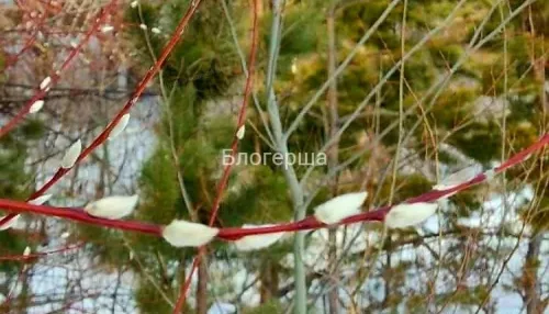 Скоро весна: в Алтайском крае среди зимы распустилась верба