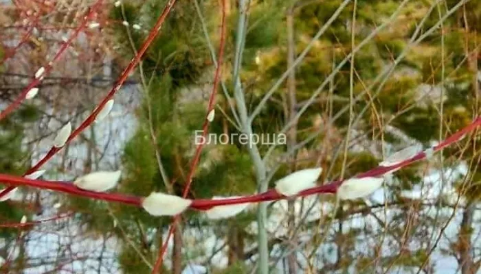 Скоро весна: в Алтайском крае среди зимы распустилась верба