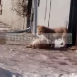 В Рубцовске не могут найти подрядчика для отлова собак