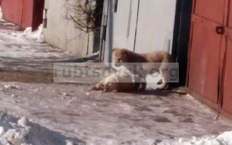 В Рубцовске снова пытаются найти ловцов бездомных собак