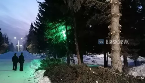 В Бийске обкромсали ели ради проезда снегоуборочной техники